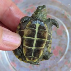 画像2: クサガメP.Het.Alb　98