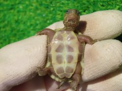 画像11: T+アルビノクサガメ86