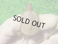 画像2: T+アルビノクサガメ88