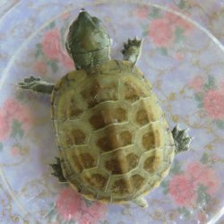 画像1: クサガメP.Het.Alb　98