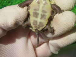 画像7: T+アルビノクサガメ90