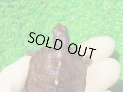 画像4: トウブハコガメ16