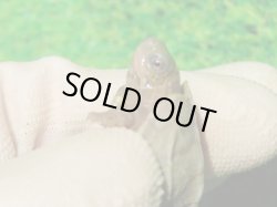 画像4: T+アルビノクサガメ88