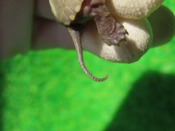 画像6: T+アルビノクサガメ90