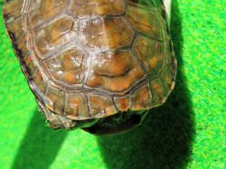 画像6: スペインイシガメ