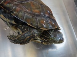 画像11: スペインイシガメ