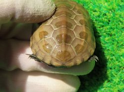 画像4: ハイポクサガメP.Hetアルビノ81