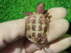 画像9: T+アルビノクサガメ89