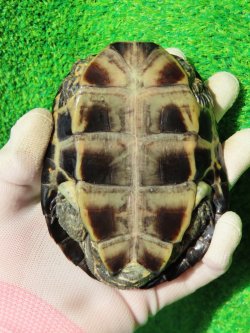 画像10: スペインイシガメ