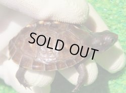 画像1: トウブハコガメ16