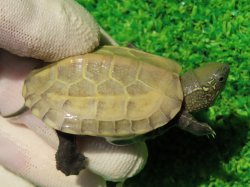 画像1: ハイポクサガメP.Hetアルビノ83