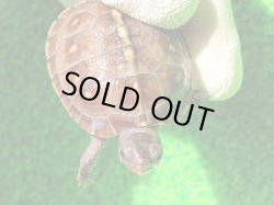 画像5: トウブハコガメ15