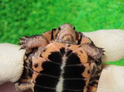 画像8: キボシイシガメ61