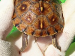 画像7: ガルフコーストハコガメ11