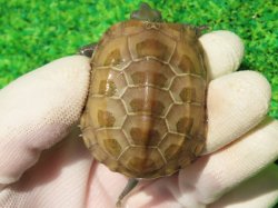 画像5: ハイポクサガメP.Hetアルビノ81