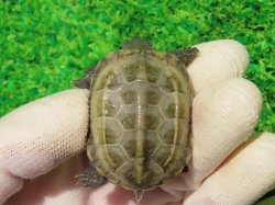 画像5: ハイポクサガメP.Hetアルビノ80