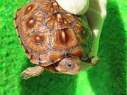 画像6: ガルフコーストハコガメ11