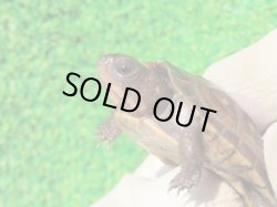 画像4: トウブハコガメ15