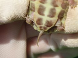 画像8: T+アルビノクサガメ89