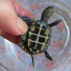 画像2: クサガメP.Het.Alb　95