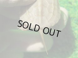 画像7: T+アルビノクサガメ88