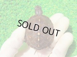 画像2: トウブハコガメ16