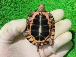 画像10: キボシイシガメ61