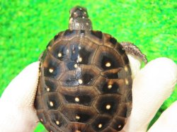 画像5: キボシイシガメ61