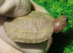 画像1: T+アルビノクサガメ89