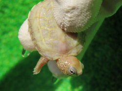 画像5: T+アルビノクサガメ87
