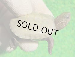 画像1: T+アルビノクサガメ93