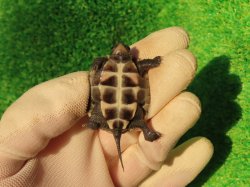 画像9: アザンティッククサガメ14