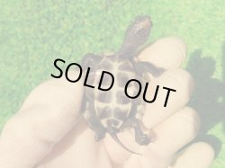 画像10: アザンティッククサガメ12