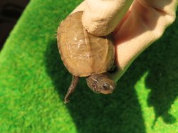 画像6: アザンティッククサガメ14