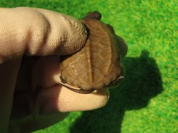 画像7: アザンティッククサガメ14