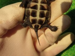 画像8: アザンティッククサガメ14