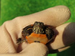 画像6: セスジニシキガメ７