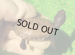 画像1: アザンティッククサガメ12