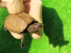画像4: アザンティッククサガメ14