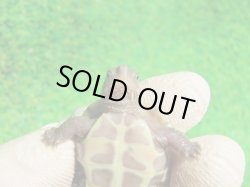 画像7: T+アルビノクサガメ93