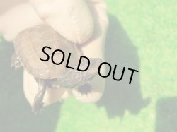 画像5: アザンティッククサガメ12