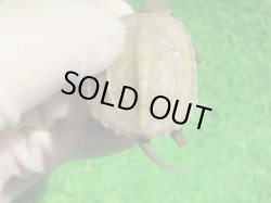 画像6: T+アルビノクサガメ93