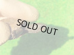 画像3: アザンティッククサガメ12