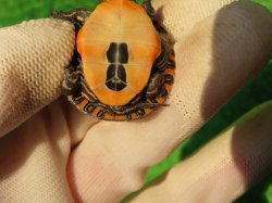 画像7: セスジニシキガメ７