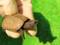 画像3: アザンティッククサガメ14