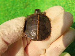 画像5: セスジニシキガメ７