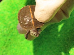 画像4: セスジニシキガメ８