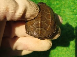 画像9: アザンティッククサガメ13