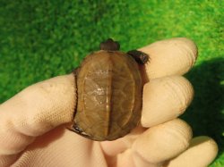 画像2: アザンティッククサガメ14