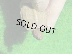 画像5: T+アルビノクサガメ93